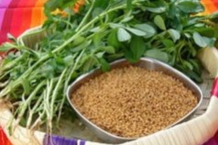 El fenogreco es una planta que se utiliza como hierba y condimento.