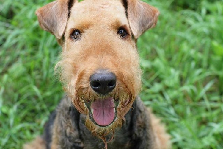 Airdale Terrier.