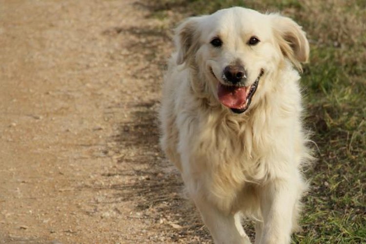 Golden Retriever.