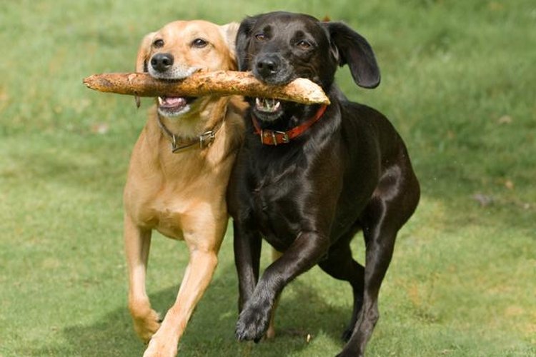 Los perros son buenos compañeros para salir a correr.