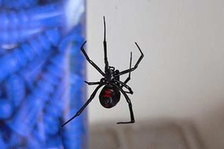 La viuda negra es una araña venenosa.