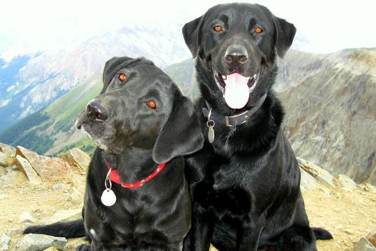 Labrador Retriever.