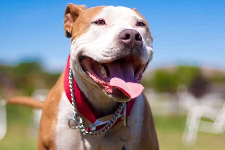 American Staffordshire Terrier.