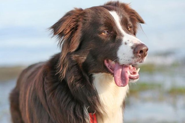 Border Collie.