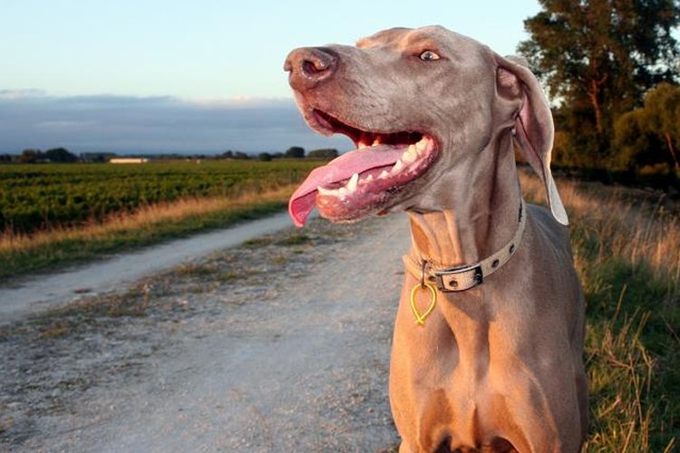 Weimaraner.