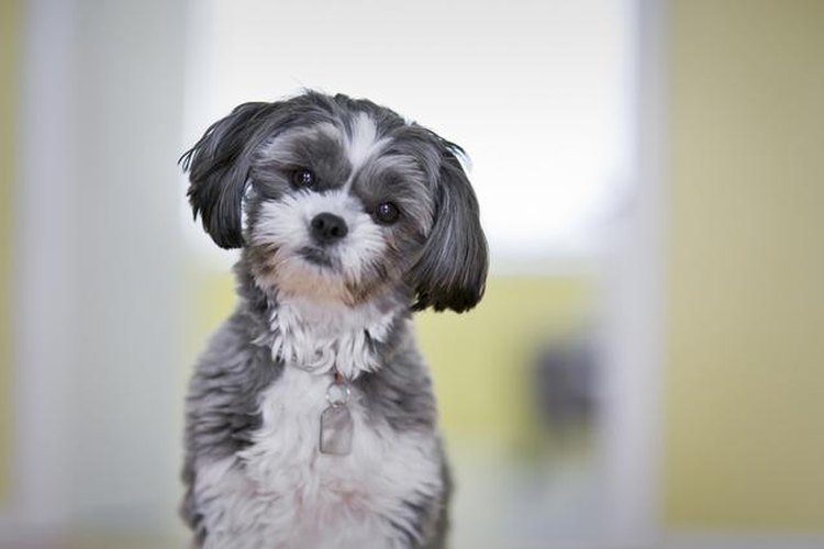 Los perros provocan alergia debido a la caspa que botan.