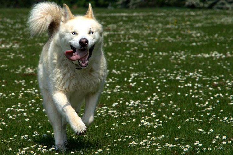 Husky siberiano.