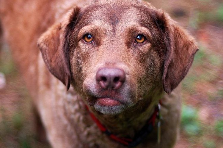 Chesapeake Bay Retriever.