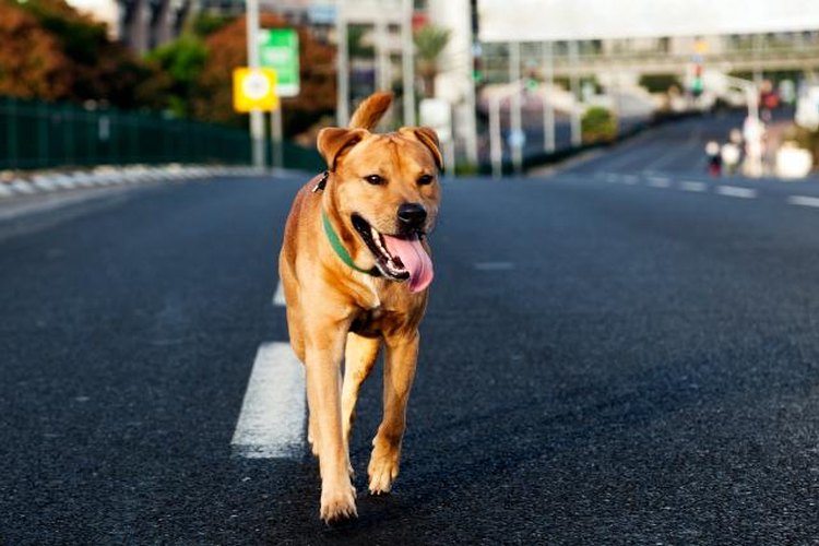 Lleva agua para tu cachorro.