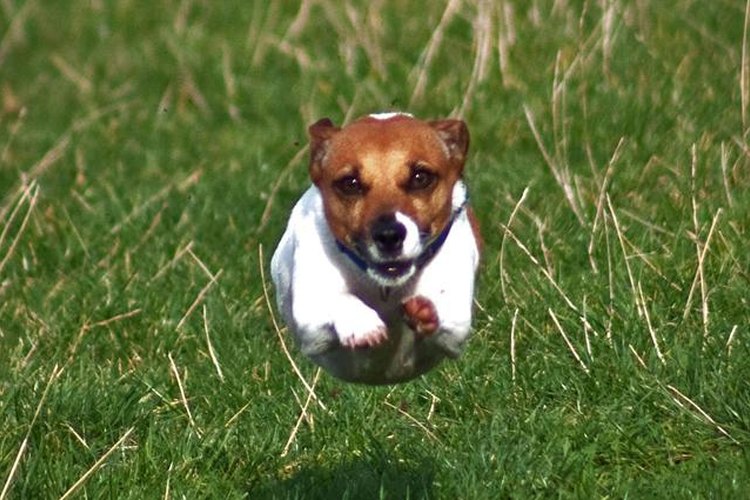 Jack Russell Terrier.