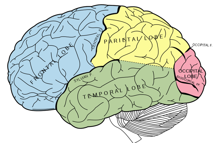 hemisferio izquierdo del cerebro