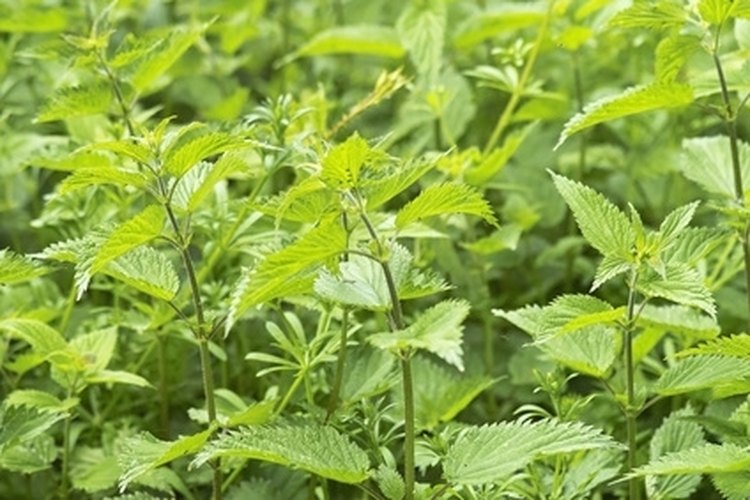Usa la ortiga como una medicina natural para la alergia.