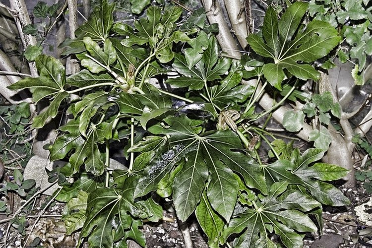 Planta de baya de ricino.