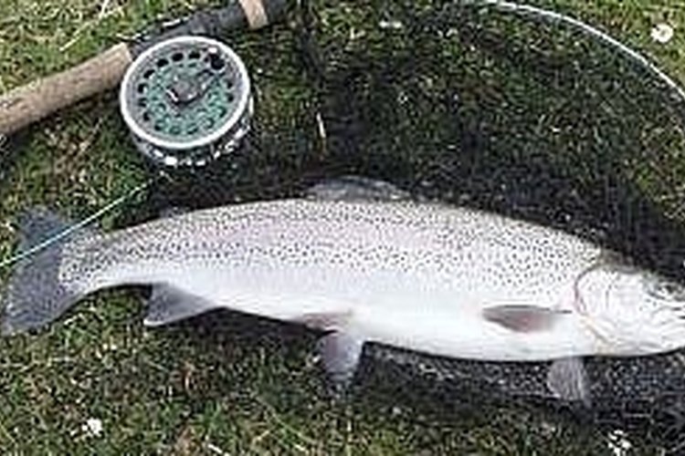 Easily Catch a Trout Using Power Bait and a Little Patience
