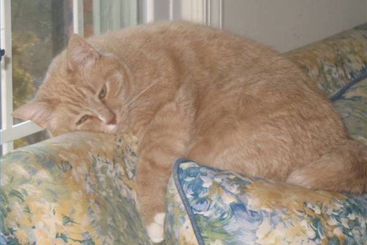 Debes hacer que tu gato esté activo para ayudarle a eliminar las bolsas de grasa.