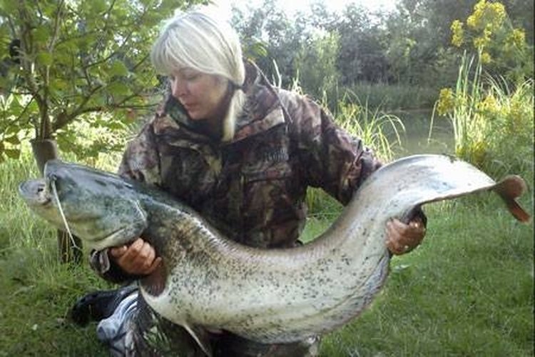 http://img.metro.co.uk/i/pix/2008/08b/CatfishBNPS_450x300.jpg Catfish caught with homemade bait