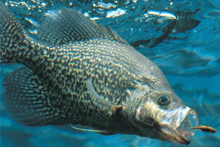 www.customfish.com Crappie