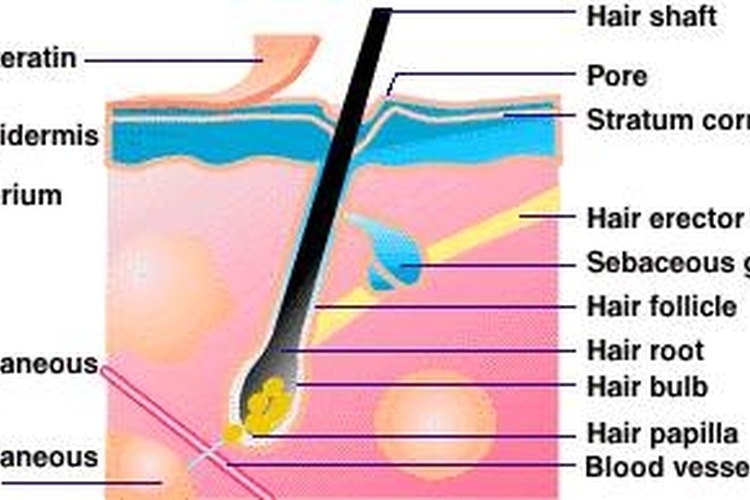 Esquema del cabello humano.