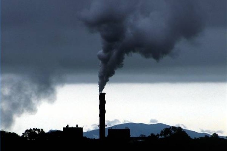 Efectos de la contaminación en los animales.