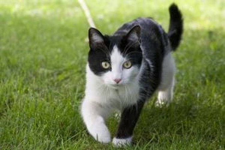 Heces blandas en gatos.