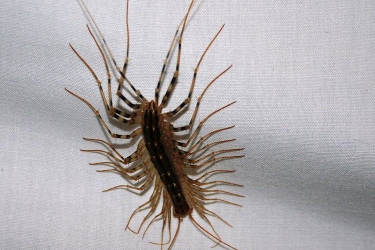 Los cienpies son un insecto de la clase de los quilópodos.