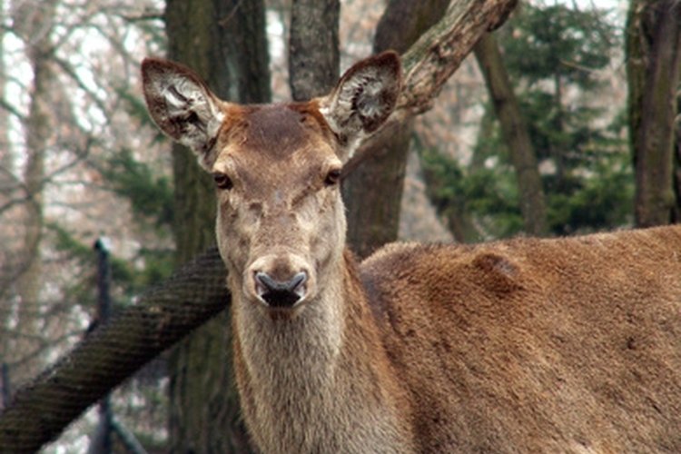 deer image by Henryk Olszewski from Fotolia.com Set a snare to catch your next deer.