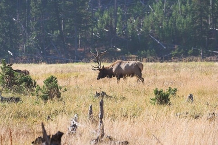 elk-hunting-in-washington-gone-outdoors-your-adventure-awaits