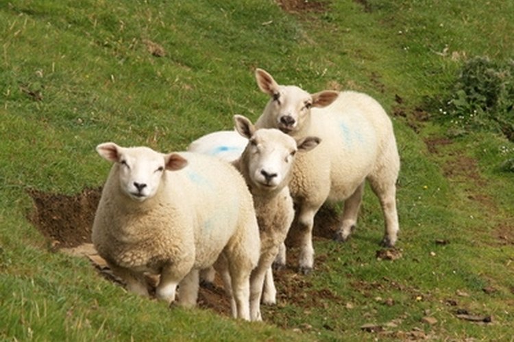 Chamois leather originally came from antelope but now comes from sheep.