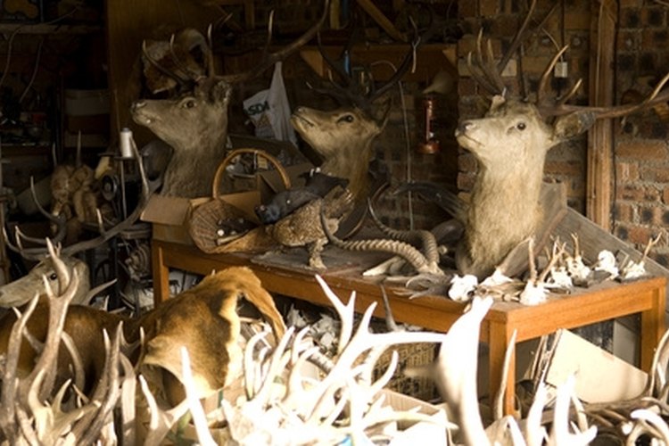 Some deer trophy"s in a stuffer"s workshop image by Eric Isselée from Fotolia.com The first step to a good-looking finished deer head begins with proper caping in the field