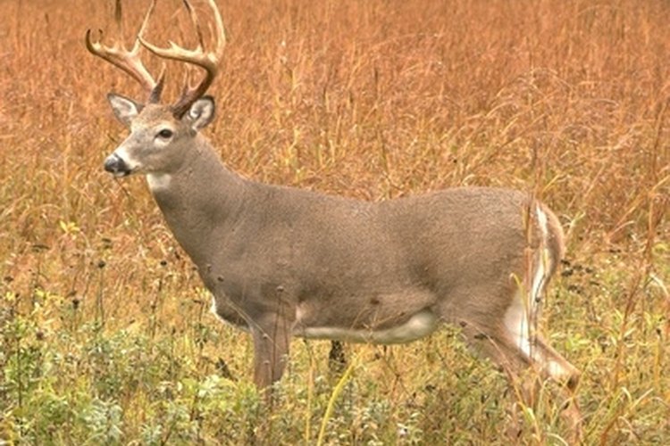 how-to-clean-shed-deer-antlers-gone-outdoors-your-adventure-awaits