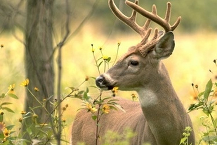 whitetail buck image by Bruce MacQueen from Fotolia.com Tennessee enforces deer hunting laws statewide.