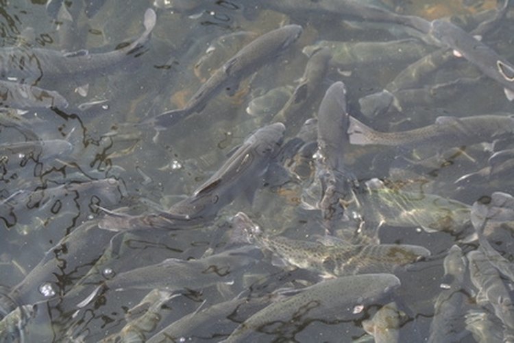 trout image by michael langley from Fotolia.com Make your own premium trout dough bait at home.