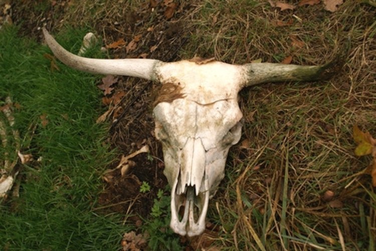Cow"s skull. image by Saskia Massink from Fotolia.com Prepare cow skulls just a few simple tools.