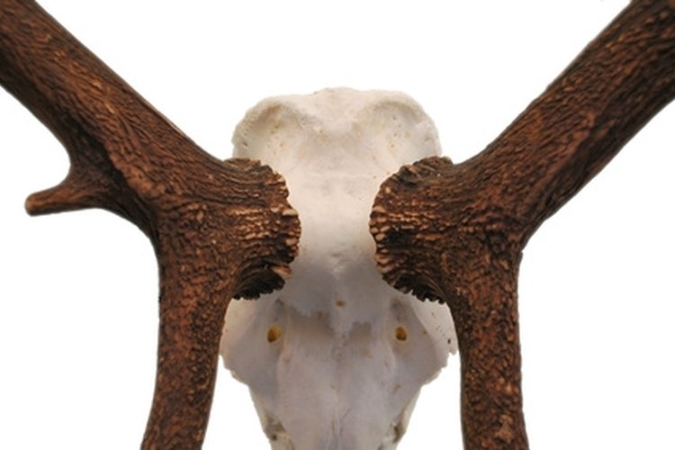 antler image by sasha from Fotolia.com Learn to prepare antlers for mounting and other uses.