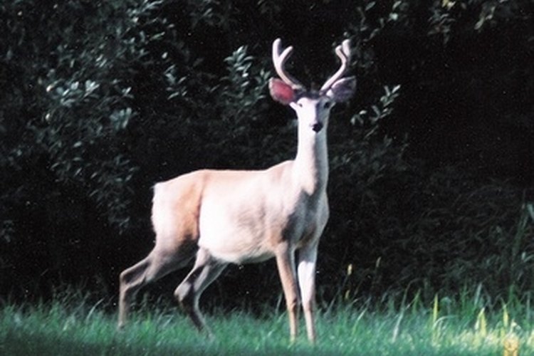 deer image by Joan Stanton from Fotolia.com Some hunters question the ethics of hunting with poison arrows.