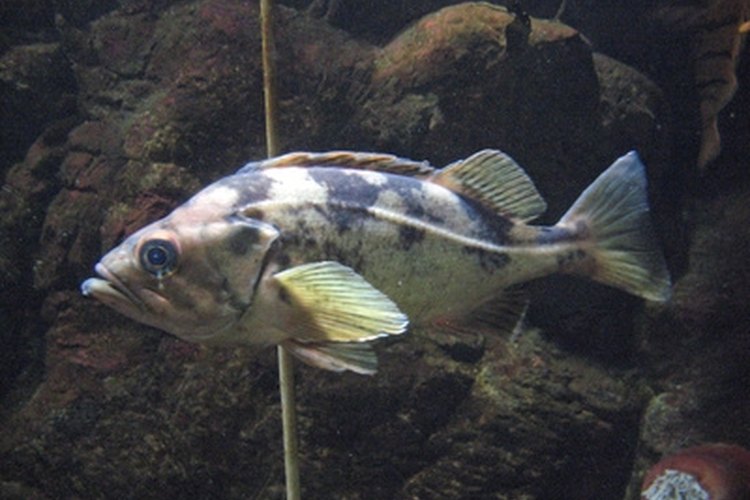 rockfish image by pearlguy from Fotolia.com Rockfish are found near jetties and rocks along the sea shore.