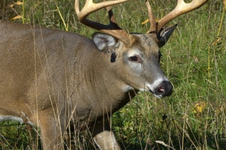 whitetail buck image by Bruce MacQueen from Fotolia.com A European mount keeps the antlers of a buck such as this intact.