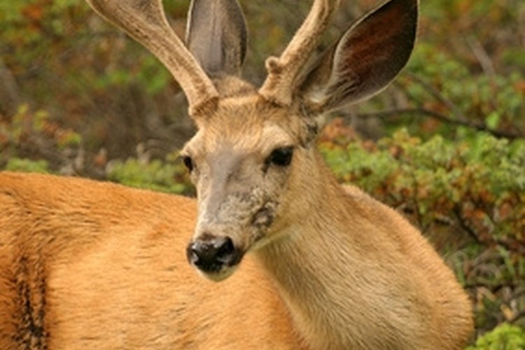 deer image by Melissa Schalke from Fotolia.com European mounts are popular among deer hunters.