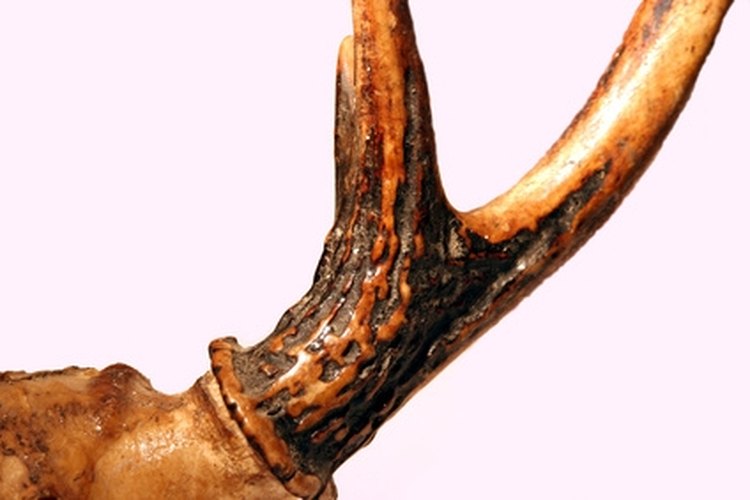 How To Cure Deer Antlers