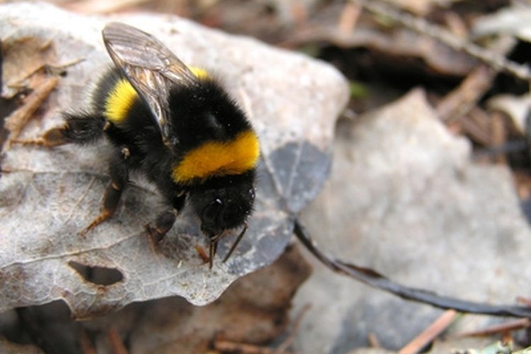 Put an ice pack on the stung area for relief.