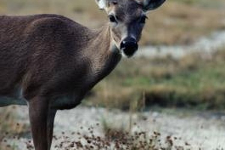 Jupiterimages/Photos.com/Getty Images Wild deer are abundant in North America.