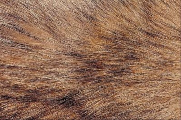 Jupiterimages/Photos.com/Getty Images Coyotes have soft fur, ideal for clothing and rugs.