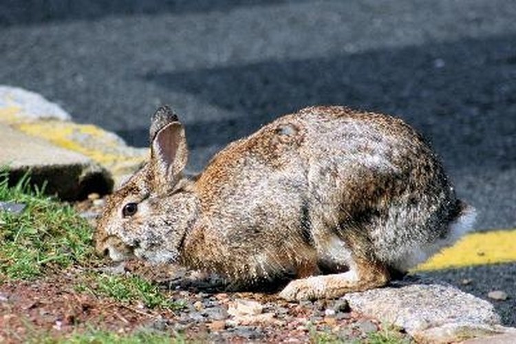 Rabbit image by Sujit Mahapatra from Fotolia.com A properly constructed snare can safely catch rabbits.
