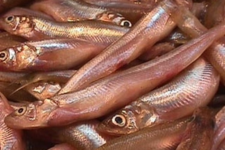 Smelt