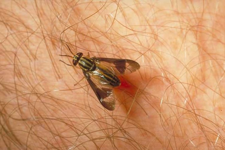 http://insects.tamu.edu/ Repel Deerflies