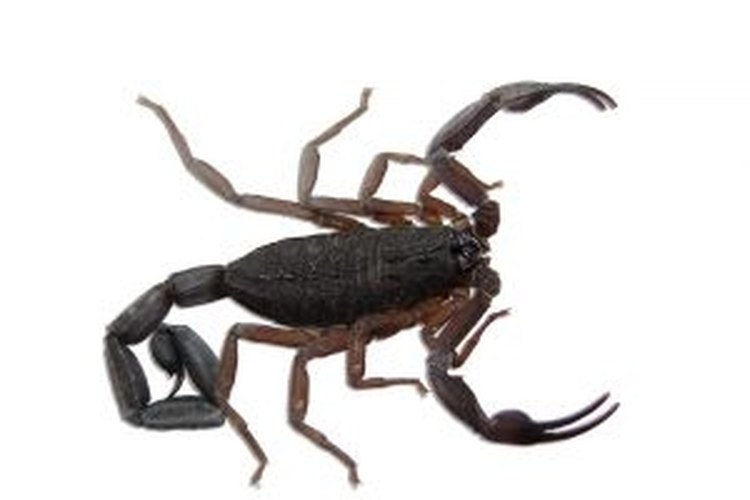 Image of Omar's friend by Omar Hernandez of Mexico Never challenge a scorpio to a game of Chicken!