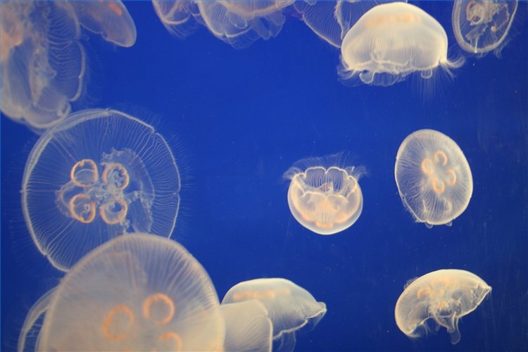 How to Pick Up a Jellyfish Without Getting Stung Pets on Mom