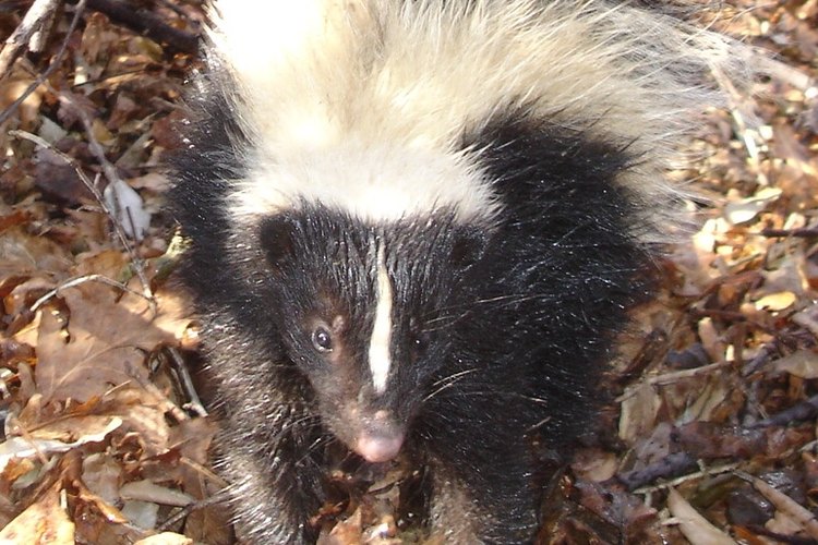 Image by: batguys.com Repel Skunks