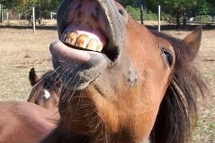 Image from StockXChng Horses like sticking their noses into your campsite.