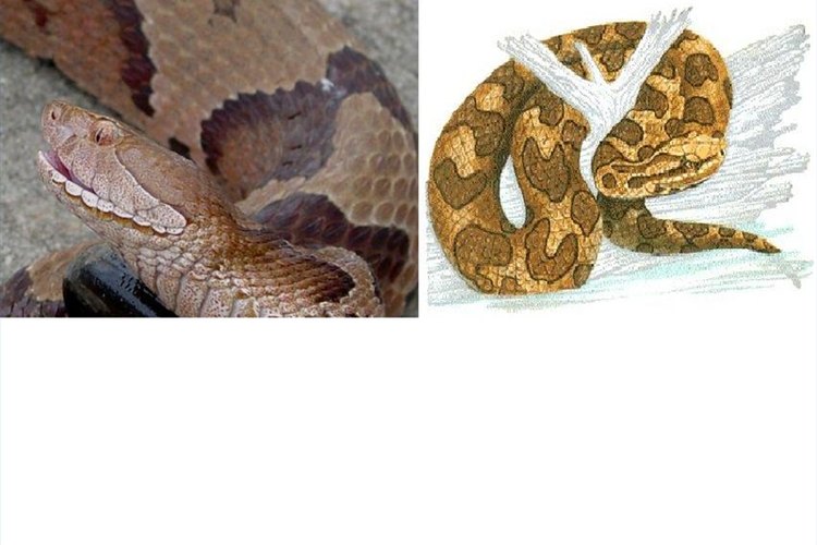 http://www.venomoussnakes.net/copperhead-snake.jpg, http://www.sra.dst.tx.us/images/mr_water_wizard/WaterMoccasin.jpg Copperhead left/Water Moccasin right